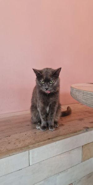  at Kattakaffihusid in Reykjavik