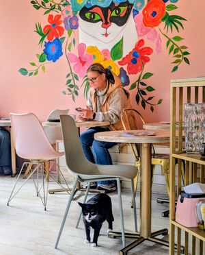 😻 at Kattakaffihusid in Reykjavik