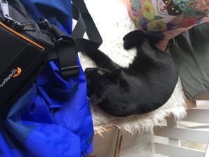 Toothless the cat!  at Kattakaffihusid in Reykjavik