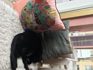 Toothless the cat again :) at Kattakaffihusid in Reykjavik