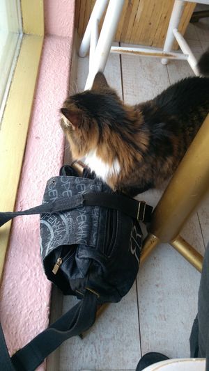 A cat! at Kattakaffihusid in Reykjavik