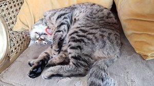 Stella at Kattakaffihusid in Reykjavik