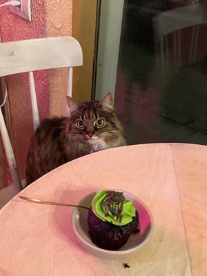 vegan chocolate mint cupcake at Kattakaffihusid in Reykjavik