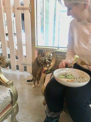 Friendly little lady 😻 at Kattakaffihusid in Reykjavik