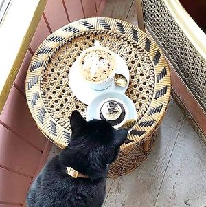 Felix eyeing a delicious vegan cupcake at Kattakaffihusid in Reykjavik