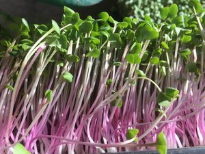 Radish Microgreens at Hub City Permaculture -The Kimchi Dude in Hagerstown