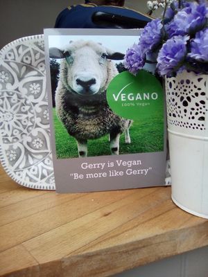 The staffs rescue pet sheep Gerry. at Vegano - Food Truck in Newcastle Upon Tyne
