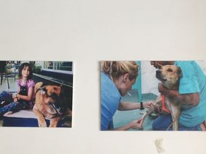 I loved the pictures of dogs and the owners commitment to helping them! at Sabay Vegilicious in Phnom Penh