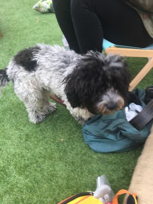 Doggie at Love Shack in East London