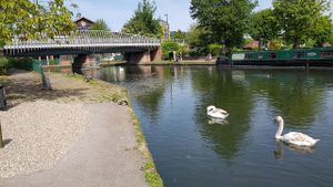 Swans! at Teashop By The Canal in Newbury