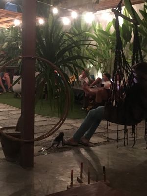 Baby monkey dressed in a nappy :( at LOKA in Kuta