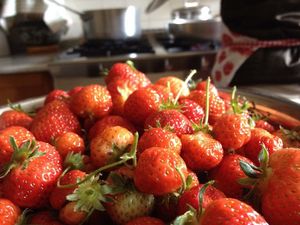 Our strawberry at Feudi 1165 in Sabaudia