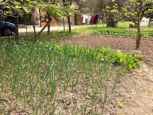 Our vegetable garden at Feudi 1165 in Sabaudia