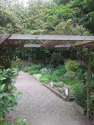 Herb garden at Hive Coffee Company in Jarrow