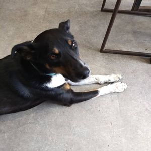 Buddy at Leafy Greens & Co in Warrenpoint
