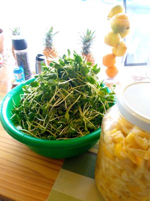 Just harvested sunflower shoots. Sunflower Microgreens have the highest concentration of nutrients. at The Sunshine Food Co in Cape Town