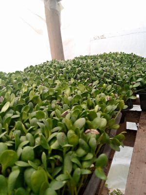 Sunflower Microgreens a healthy treat at The Sunshine Food Co in Cape Town