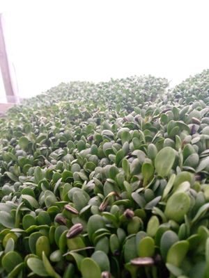 Ready for harvest at The Sunshine Food Co in Cape Town