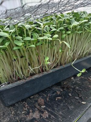  at The Sunshine Food Co in Cape Town