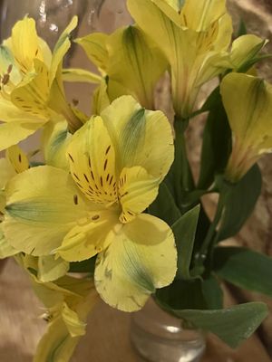   at Green Elephant Vegetarian Bistro in Portland