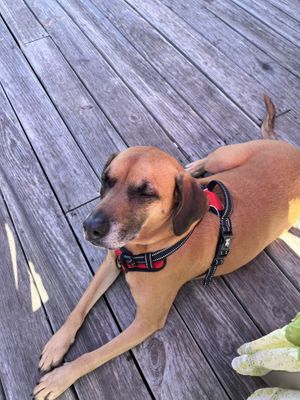   at Trilly Cheesesteaks in New Orleans