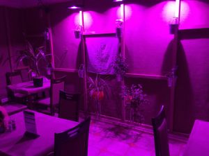 The city goes to sleep, the plant mafia awakens... at Poleznye Belki Vegetarian Bistro in Odessa