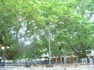 View to Square at To Pardalo Katsiki  in Lefkada