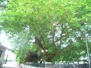 Platans at To Pardalo Katsiki  in Lefkada