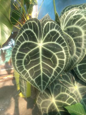 Amazing plants in their patio at El Eden in Cuernavaca