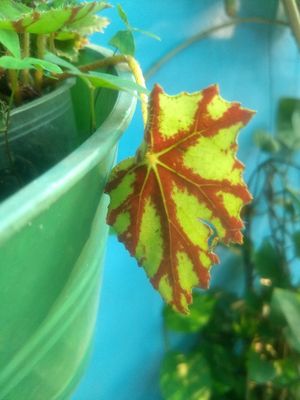 Lovely leafs at El Eden in Cuernavaca