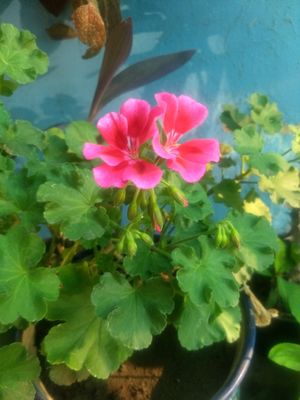  at El Eden in Cuernavaca