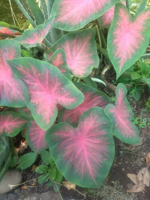  at El Eden in Cuernavaca