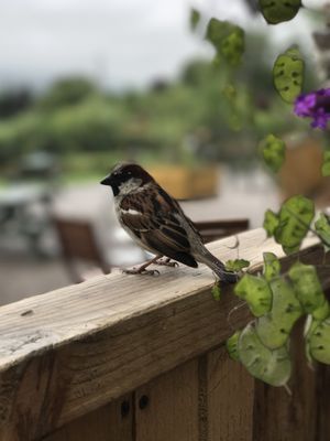 A wee bird came to visit while we had breakfast at The Tea Garden at Comrie Croft in Crieff