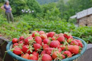 the strawberry garden in the woods of the house at Casa Payer in Luserna San Giovanni
