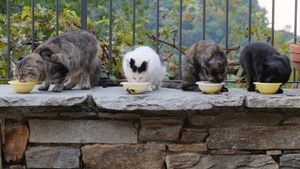 Our cats with vegetarian breakfast at Casa Payer in Luserna San Giovanni