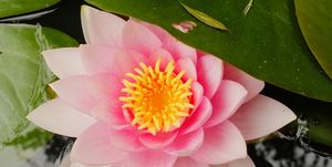 Water lily in the old stone basin. at Casa Payer in Luserna San Giovanni
