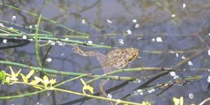 Frogs born in the old stone basin. at Casa Payer in Luserna San Giovanni