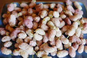 Very sweet mulberry fruits at Casa Payer in Luserna San Giovanni