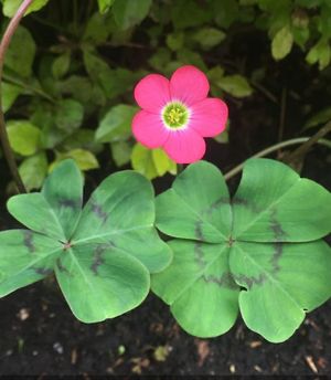 AMA LA NATURALEZA: TREBOL DE CUATRO HOJAS, CON SU FLOR.
BENDICIONES DE NUESTRA AMADA TIERRA at Verde Vital in Bogota