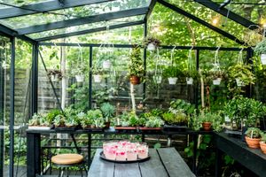 Lavender lemonade in Eden's greenhouse
 at Eden Bistro in Warsaw