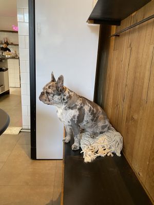 Friendly dog   at Rainbowls in Amsterdam