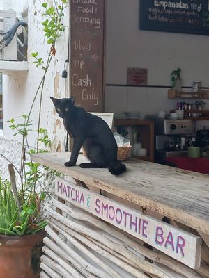 🐈‍⬛🖤 at Chaya & Cacao in Isla Mujeres