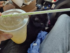 Didn't feel bad about the straw for this great fresh lemonade at The Green Spork in Richmond Hill