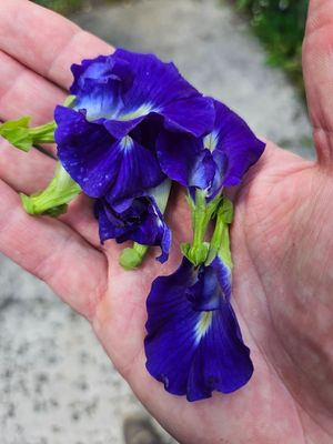 The flower used for the blue rice: Clitoria ternatea, commonly known as Asian pigeonwings, bluebellvine, blue pea, butterfly pea, cordofan pea, Darwin pea, or Aparajita. at Sentro Botanikos Eco-Farm in Cavite