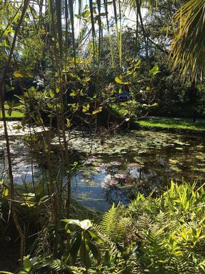 Lily pond next to the terrace. at Sealantro in Vero Beach