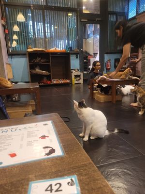  at Cat Cafe Studio in Mumbai