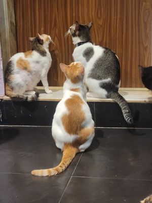  at Cat Cafe Studio in Mumbai