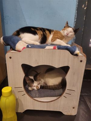  at Cat Cafe Studio in Mumbai