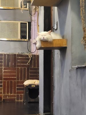  at Cat Cafe Studio in Mumbai