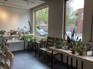 Lovely interior full of plants at Fiddlehead Fern Cafe in St Louis